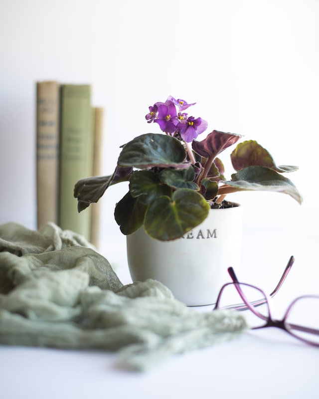 african violet in ceramic vase