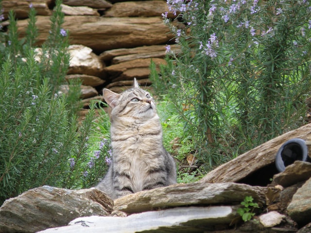 cat in the grass