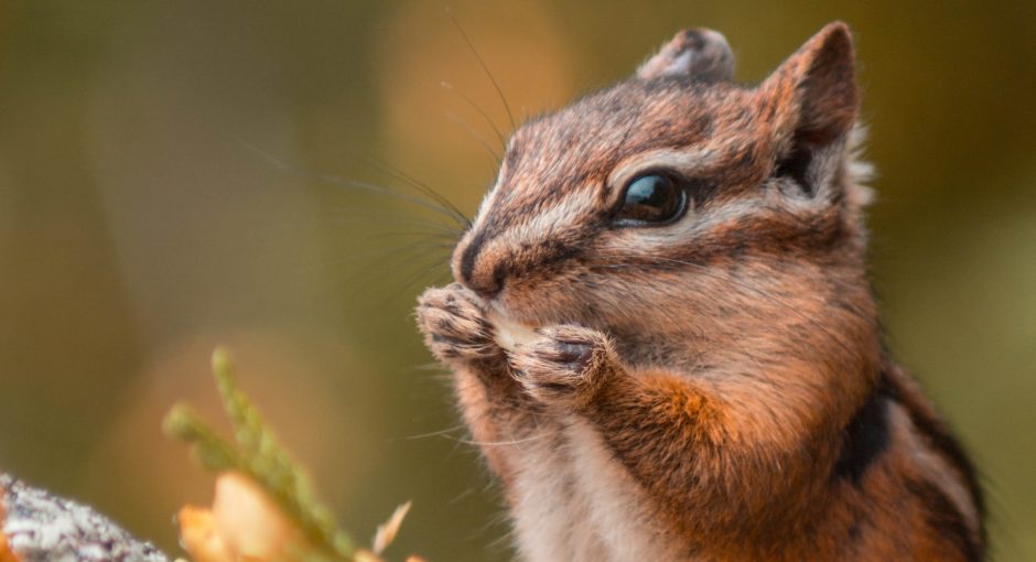 chipmunk eating