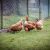 four brown chikens