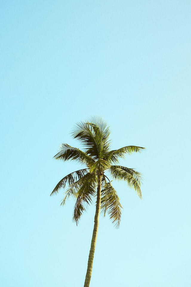 lonely palm tree