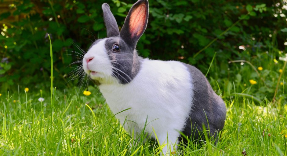 white and grey rabbit